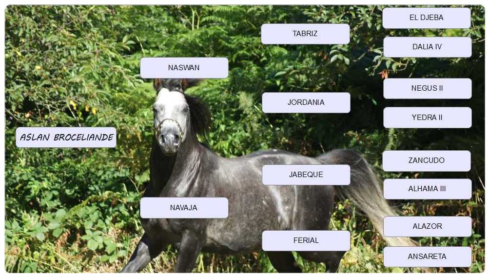 elevage-psar-35-al-amjad-etalon-aslan-pedigree